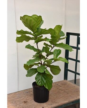 Fiddle Leaf Fig Tree Plant