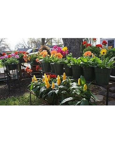 Plant of the Month Flower Arrangement