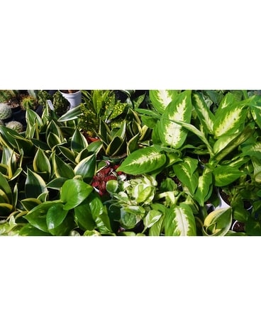 Designer Choice Planter Dish Garden Plant