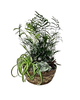 inexpensive succulent plants Cuttings