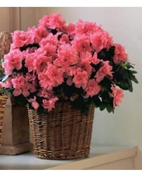 Azalea Tree in Woven Basket