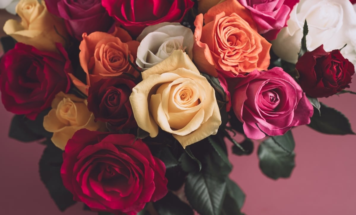 What Do Different Rose Colors Mean? A Champaign–Urbana Guide to Red ...