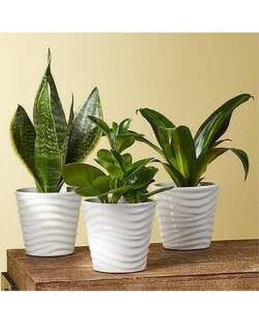 Chic Plant Trio Plant
