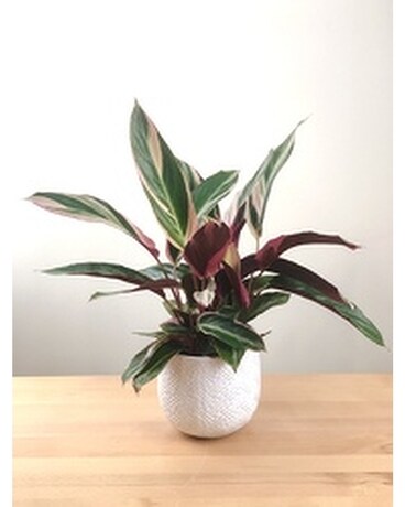 Stromanthe Triostar Plant