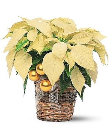 Dazzling White Poinsettia Plant