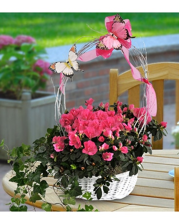 Grande Azalea Plant
