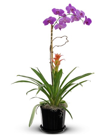 Big Island Orchid and Bromeliad Plant