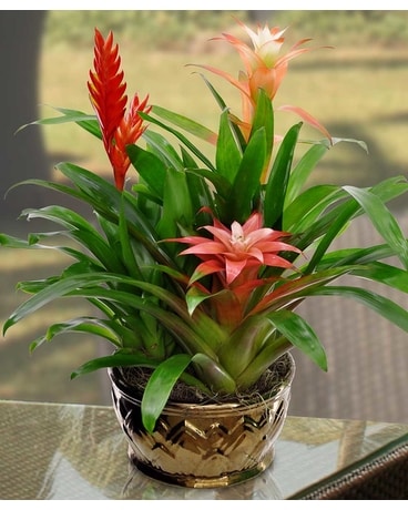 Bromeliad Trio Plant