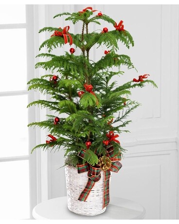 Merry Pine Plant