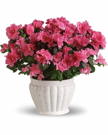 Pretty In Pink Azalea Flower Arrangement