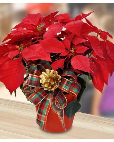 Festive Poinsettia Plant