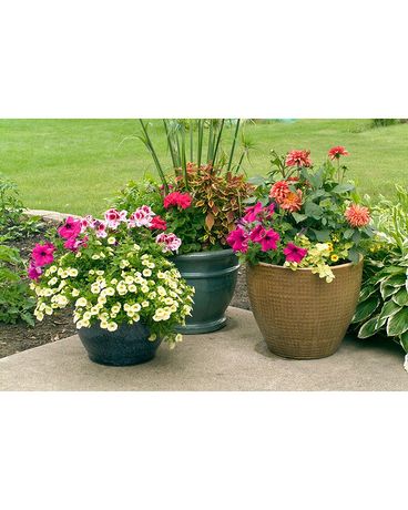 PATIO POT Plant
