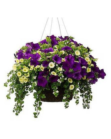 HANGING BASKET Plant