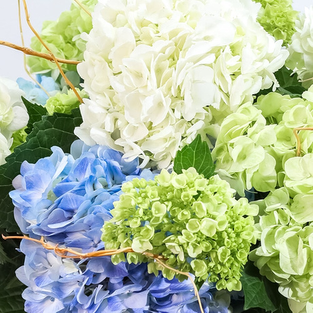Hello, Hydrangea! in Plymouth MI - Vanessa's Flowers