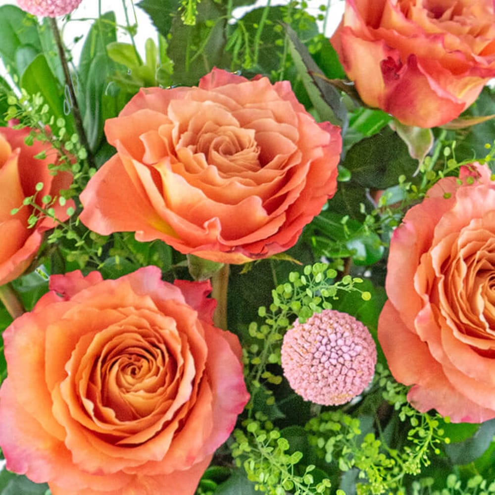 Half Dozen Free Spirit Rose Symphony in Plymouth MI - Vanessa's