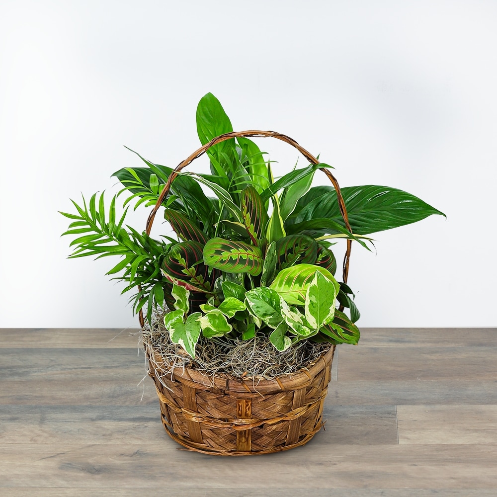Evergreen Oasis Dish Garden in New Albany IN - Nance Floral Shoppe