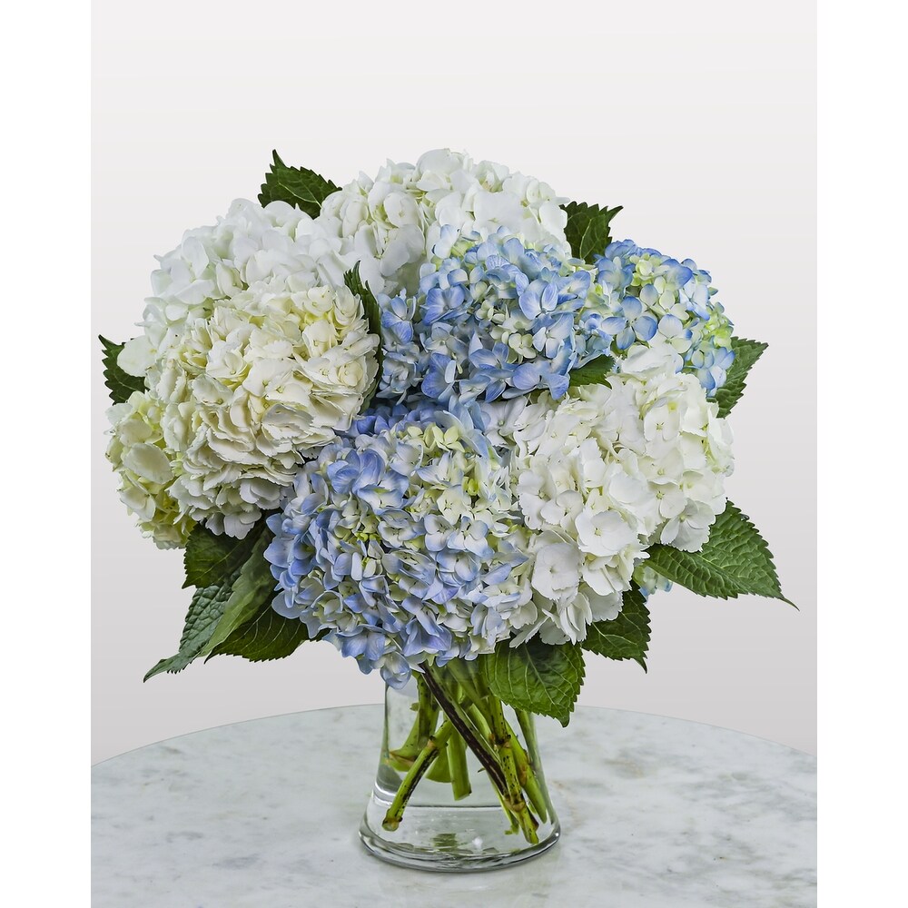 Lovely Lush Hydrangea in Plymouth MI - Vanessa's Flowers