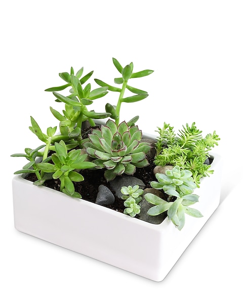 garden seeds on sale Ultimate Medicinal Herb Collection main image 0