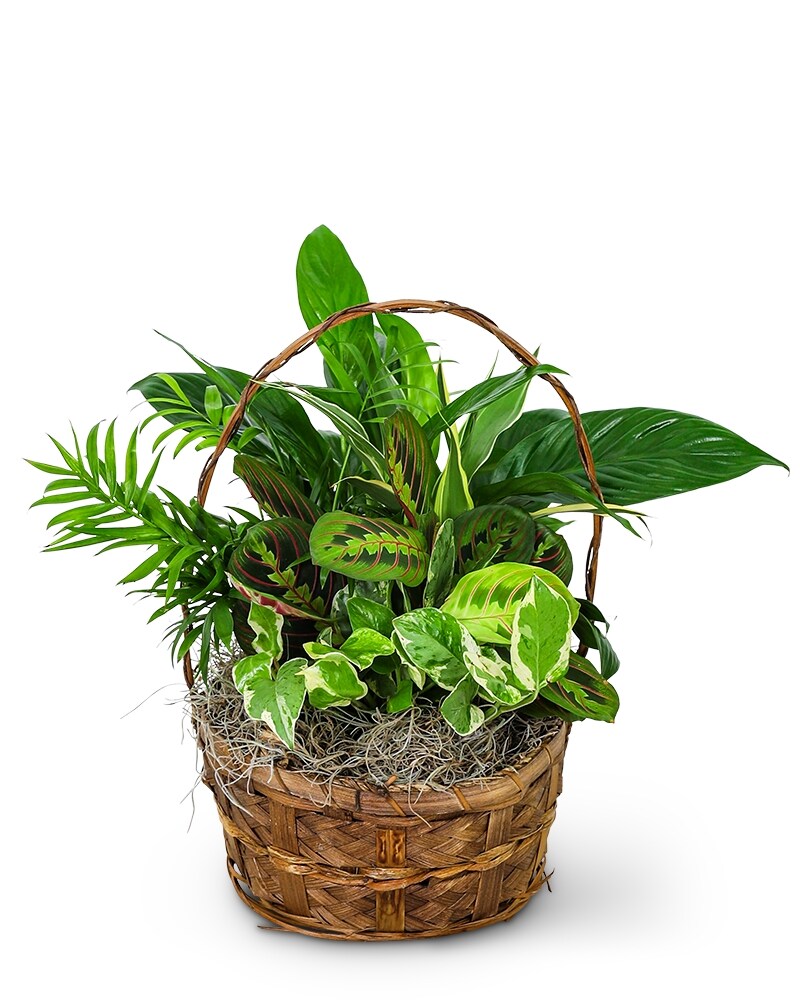 Plants Delivery Fort Dodge IA - Becker Florist Acquisition CO LLC