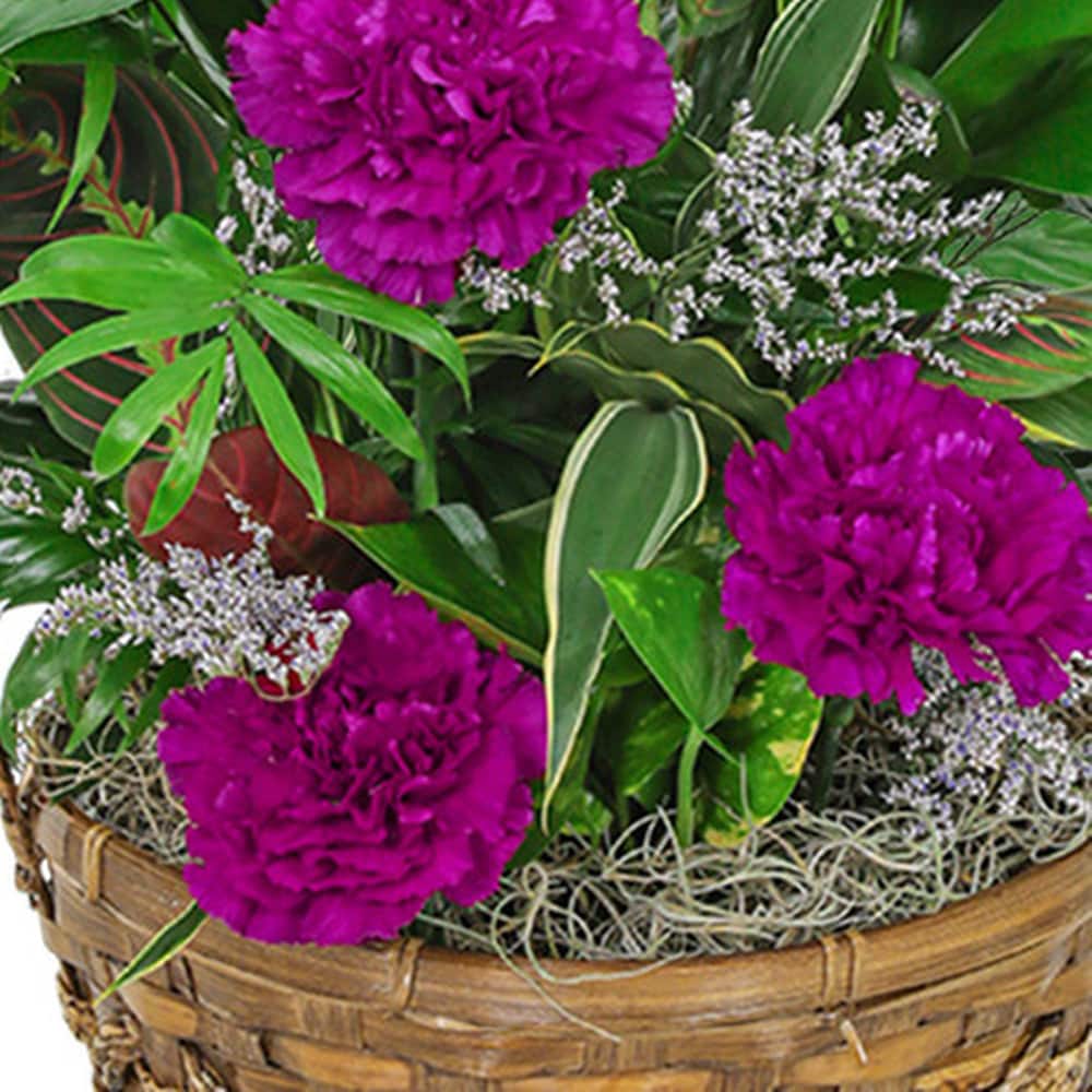 Dish Garden with Purple Florals in Harrisonburg VA - Blakemore's
