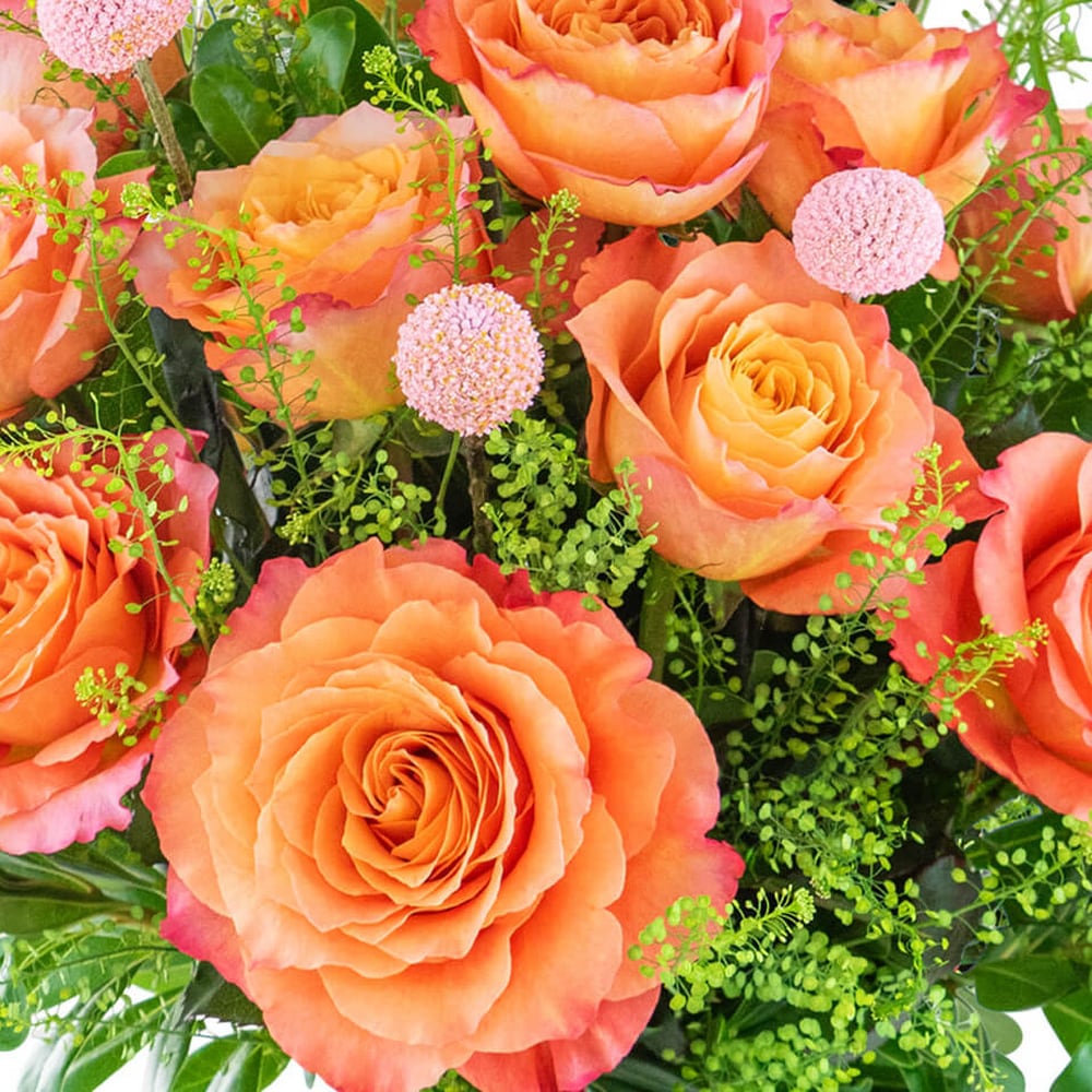 One Dozen Free Spirit Rose Symphony in Troy OH - Trojan Florist