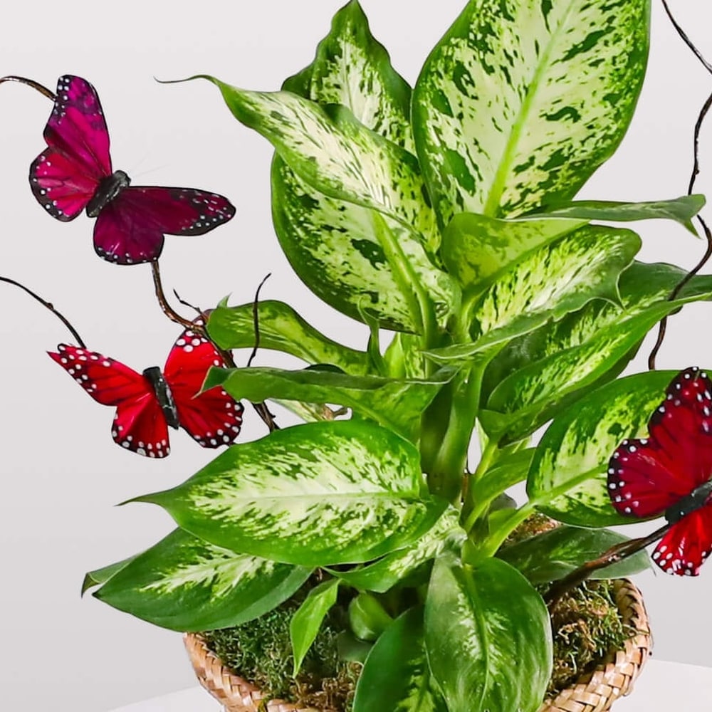 Dieffenbachia Plant with Spring Accents in Shreveport LA - Colony