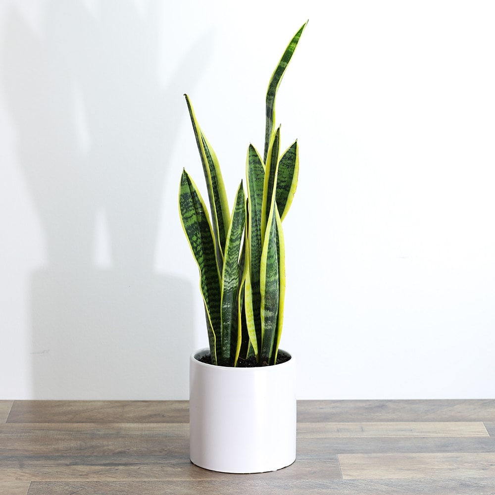Sansevieria Plant in Frederick MD - Flower Fashions Inc