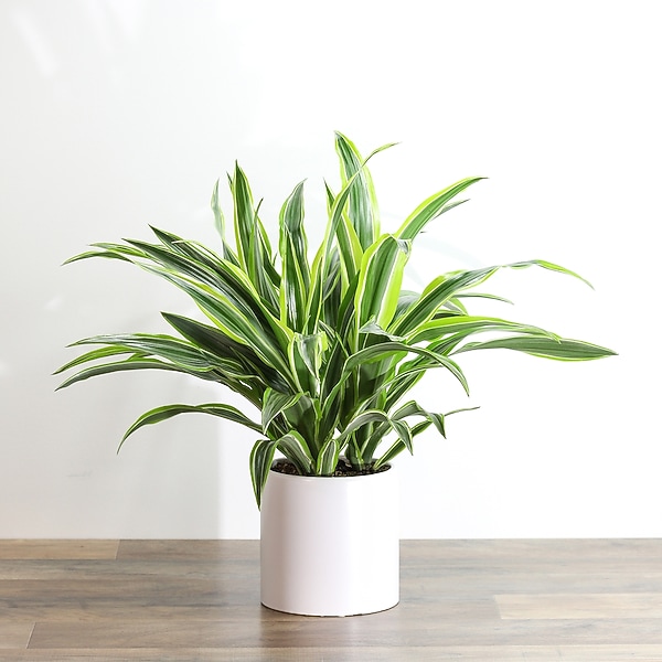 Dracaena Lemon Lime Plant in Alexandria & Pineville, LA | House of Flowers