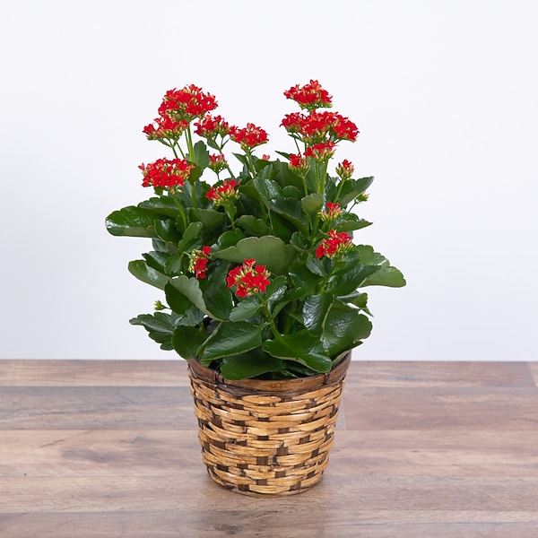 animal crossing planter Animal Crossing New Horizons Gyroid Lloid Plant Flower Succulent Pot P   Cammy3DPrints