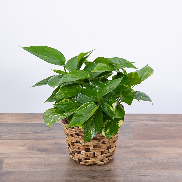 Pothos Plant in Basket in Ballston Spa NY - Dehn's Flowers & Gifts
