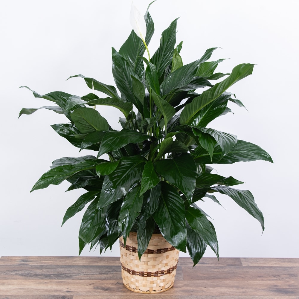 Medium Peace Lily Plant in Shreveport LA - Colony House of Flowers