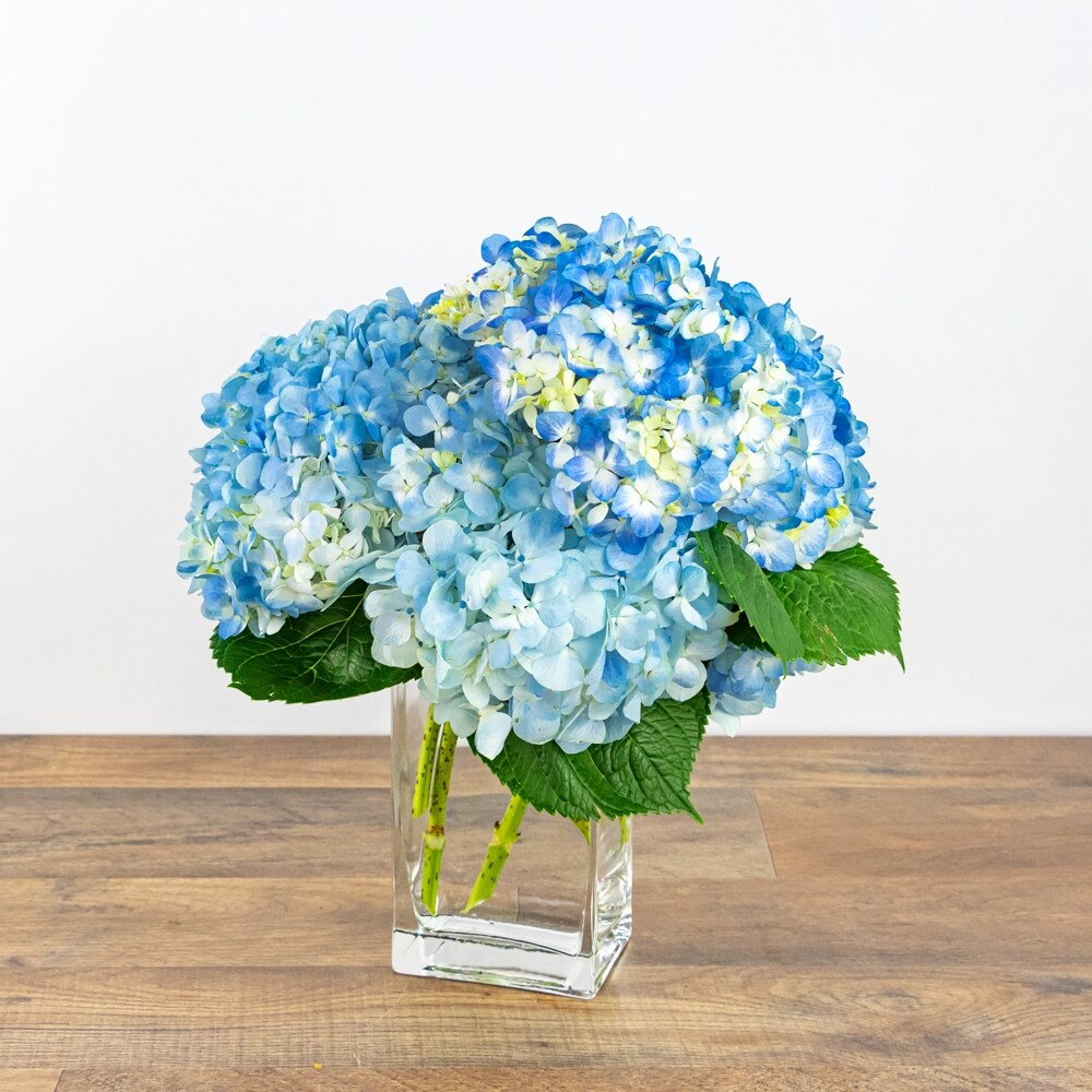 ブルーフラワーヘリテイジ Hydrangeas In Blue in Washington DC - Lee's Flower Shop