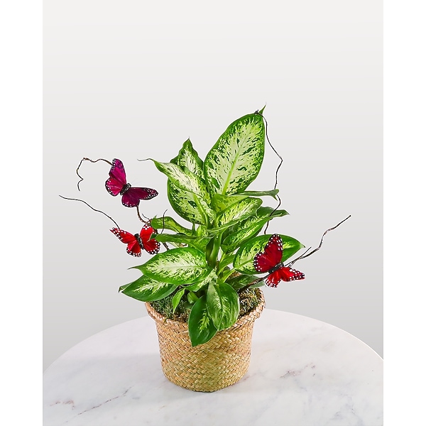 anthurium aranon Anthurium