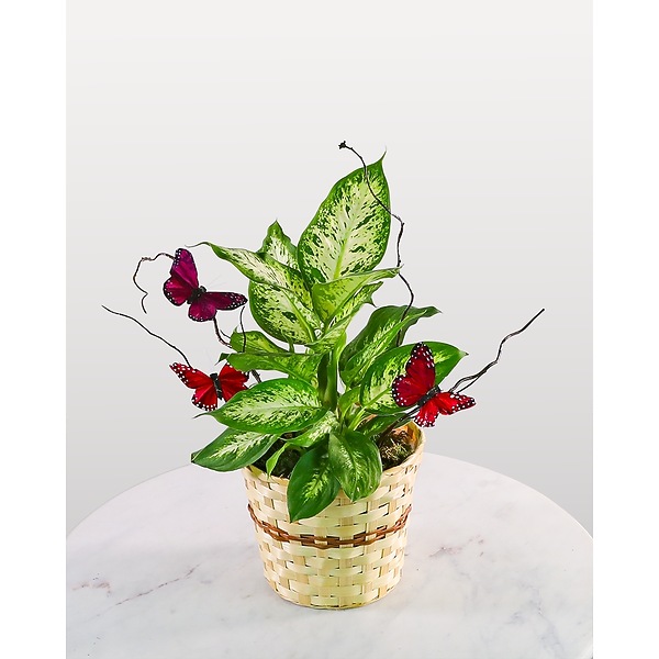 Butterfly Kisses Dieffenbachia Plant in Alexandria & Pineville, LA | House  of Flowers