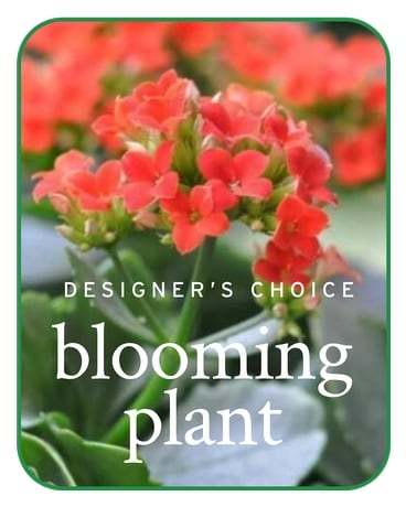 In-Season Blooming Plant Flower Arrangement