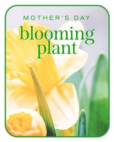 Mother's Day Blooming Plant Flower Arrangement