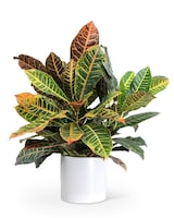Standard size, 16 inches height and 12 inches wide.