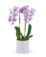 Standard size, 23 inches height and 12 inches wide.