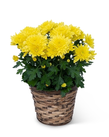Yellow Chrysanthemum Plant Flower Arrangement