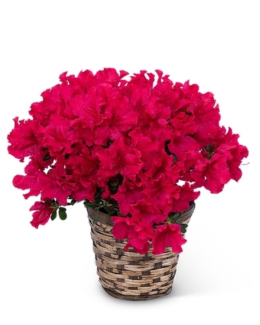 Azalea Plant Flower Arrangement