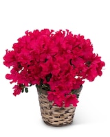 Standard size, 18 inches height and 16 inches wide.