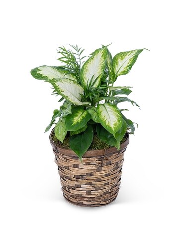 Mixed Planter in Basket Flower Arrangement