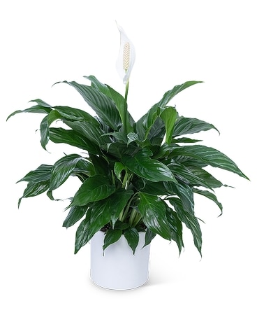 Peace Lily Plant - 6
