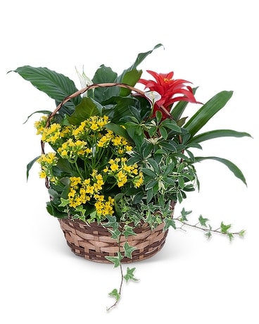 Blooming Dish Garden Flower Arrangement