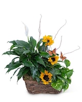 Standard size, 28 inches height and 18 inches wide.