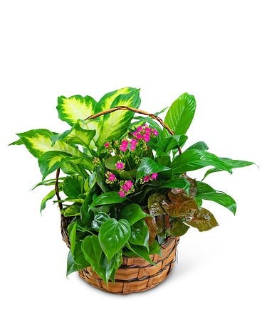 Medium Blooming Dish Garden Plant