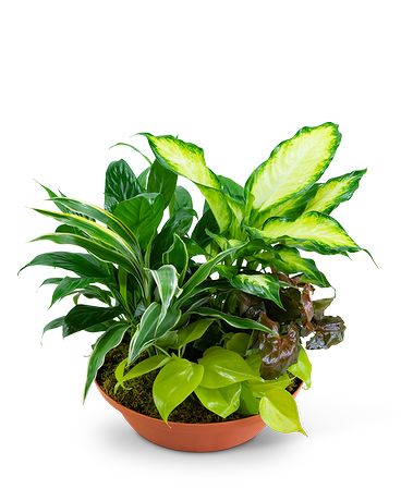 Tropics in Terracotta Plant