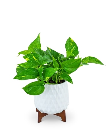 Mod Pothos Plant Plant