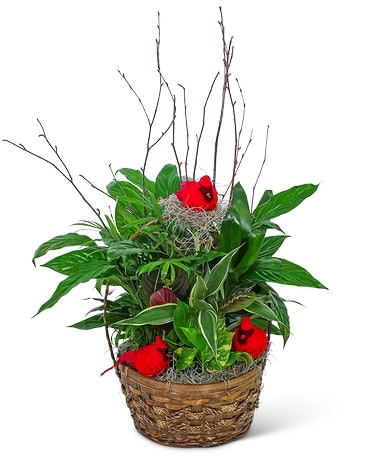 Dish Garden with Cardinals Flower Arrangement