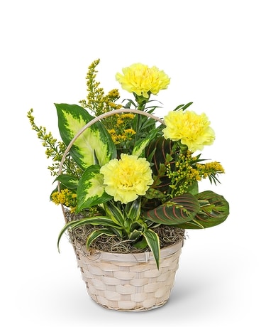 Dish Garden with Yellow Florals Flower Arrangement